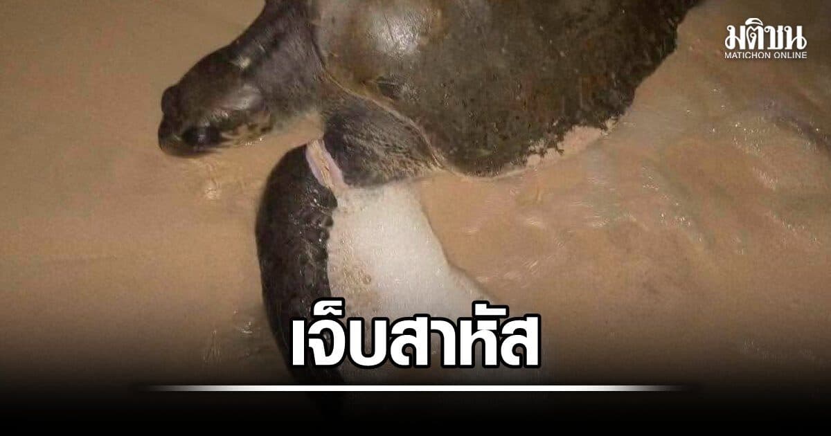 กรมทะเล ช่วยเต่าหญ้า หาดสุรินทร์ โดนอวนผีรัดบาดเจ็บสาหัส ทีมสัตวแพทย์ดูแลใกล้ชิดเตรียมผ่าตัดรักษา