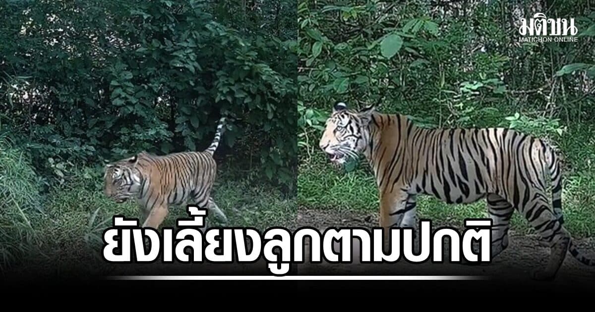 กรมอุทยานแจง อภิญญายังเลี้ยงลูกตามปกติ ไม่ได้ทิ้งให้หากินตัวเดียวตามที่เป็นข่าว