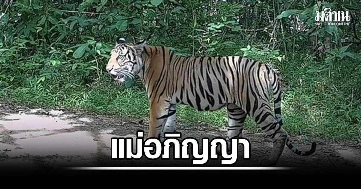 เสืออภิญญา-พงศกร-ศิริ 3 โคร่ง ห้วยขาแข้ง กับความรักที่อลเวง