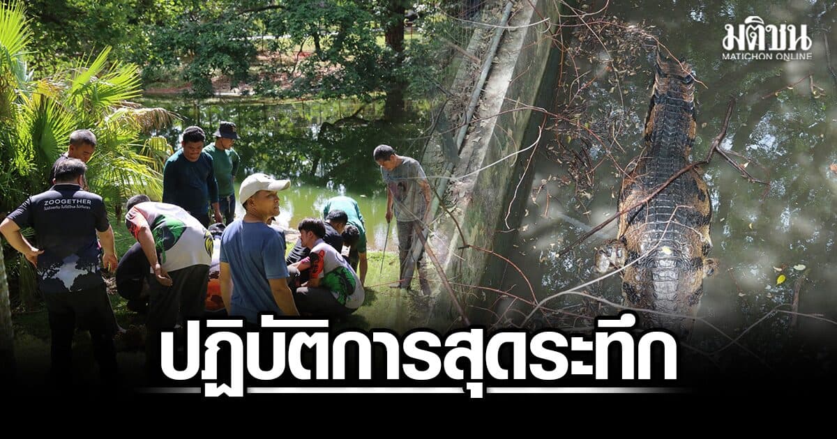 สวนสัตว์โคราช ปฏิบัติการสุดระทึก ระดมจับ ตะโขงยักษ์ ยาวเกือบ 5 เมตร ย้ายบ้านปลอดภัย