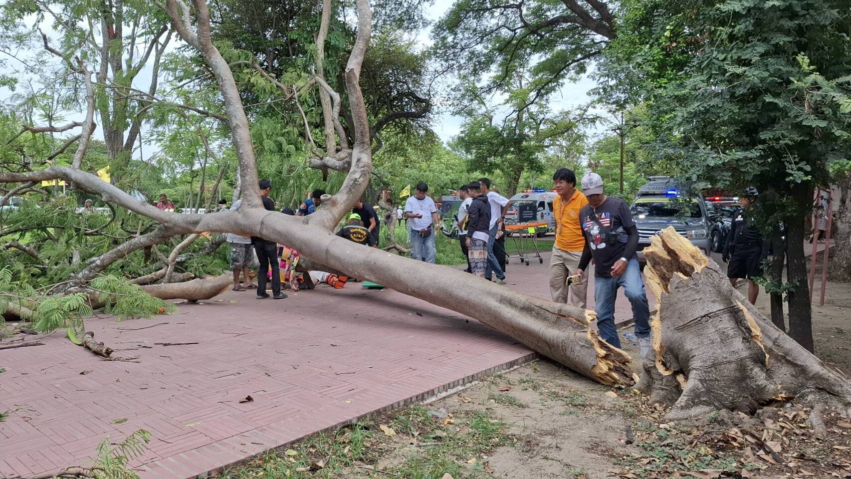 ผู้ว่าฯสั่งรุกขกร ตรวจสอบต้นไม้ใหญ่ โบราณสถานทุกแห่งในอยุธยา หลัง ‘หางนกยูง’ ล้มทับนทท. ขาหัก