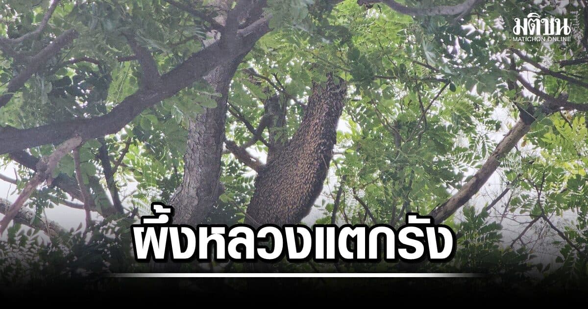 ผึ้งหลวงแตกรัง! รุมต่อยแม่ค้า ตำรวจ นักเรียน เจ็บระนาวเกือบ 20 ราย อาการโคม่า 1 ราย