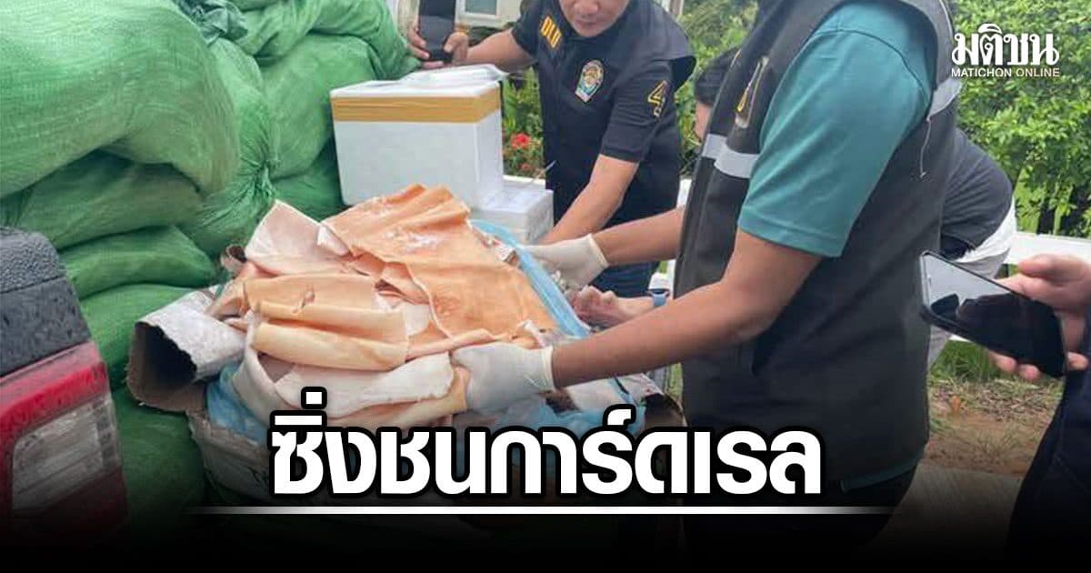 สกัดกระบะลอบขน ‘หนังหมูเถื่อน’ ซิ่งหนีเสียหลักชนการ์ดเรล ยึดของกลาง 2.5 ตัน